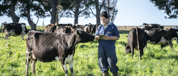 A man using a tablet in a field full of cows
