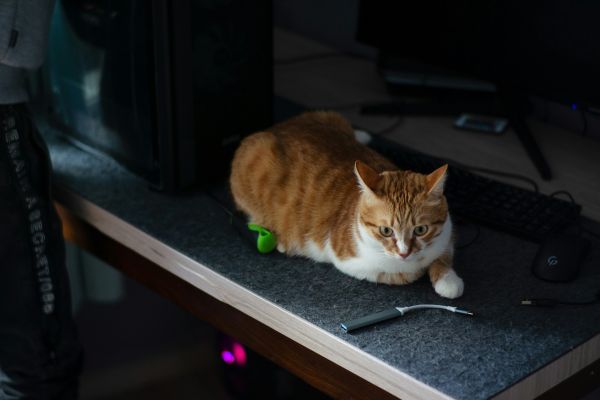 Ginger cat sits on desk with device dongle next to it 