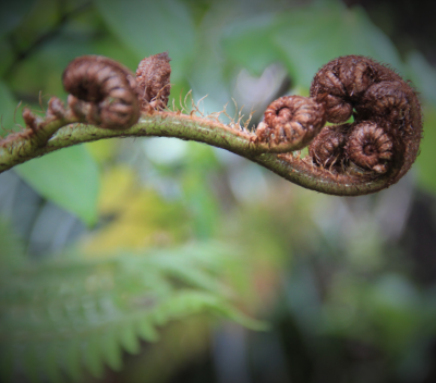 Te Pae Hononga — empowering iwi members